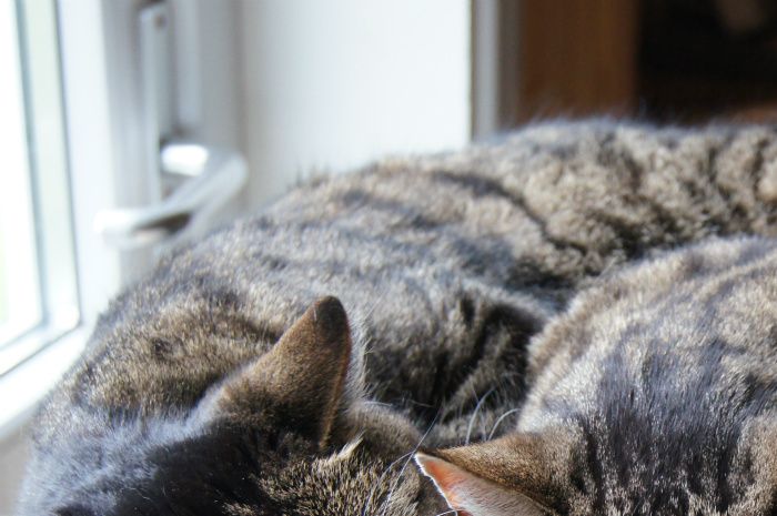 Prosit blev 12 år (2012). Här sover han tillsammans med sin kompis Findus. Prosit kom in i våra liv när vi behövde honom som bäst. Vår katt Mimmi hade förlorat sin syster Maja i cancer. Hon var utom sig av sorg och blev en glad och aktiv katt igen när Prosit flyttade in :) Älskad och saknad.