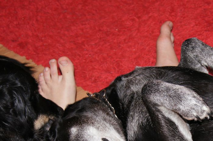 Molly var en blandning av schäfer och labrador. Hon älskade att tugga på sina hudben och få en massa kel. Hon var en väldigt tillgiven hund. Men hon slog gärna till dövörat, om det var något som inte passade henne :) Hon lämnade oss när hon var 10½ år (2012). Älskad och saknad