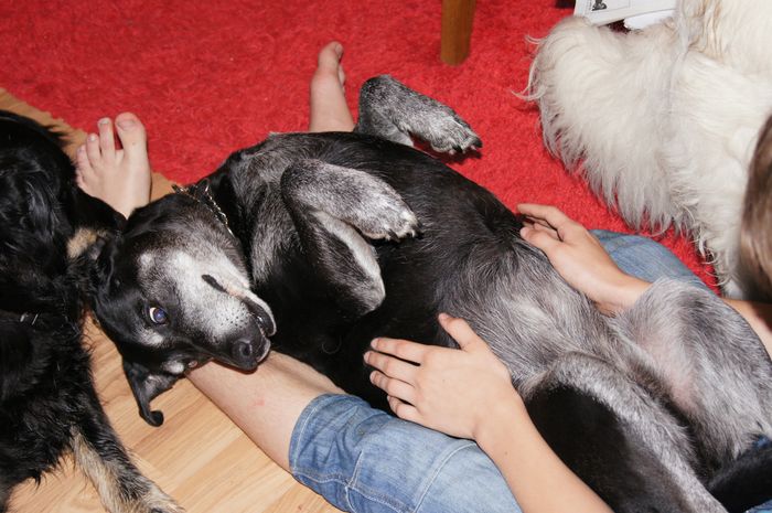 Molly var en blandning av schäfer och labrador. Hon älskade att tugga på sina hudben och få en massa kel. Hon var en väldigt tillgiven hund. Men hon slog gärna till dövörat, om det var något som inte passade henne :) Hon lämnade oss när hon var 10½ år (2012). Älskad och saknad