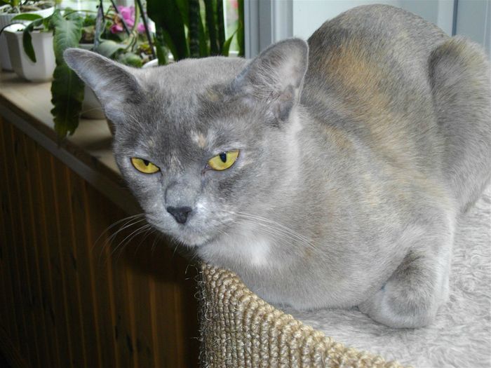 SC S*FritzTheCat's Cleopatra, g